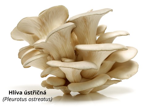 Hlíva - Pleurotus ostreatus